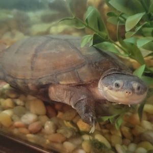 Kids' Clothing Treasure Chest Unboxing